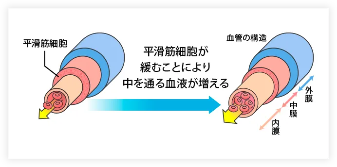 平滑筋細胞が緩むことにより中を通る血液が増える